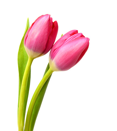 spring flowers tulips isolated on white background