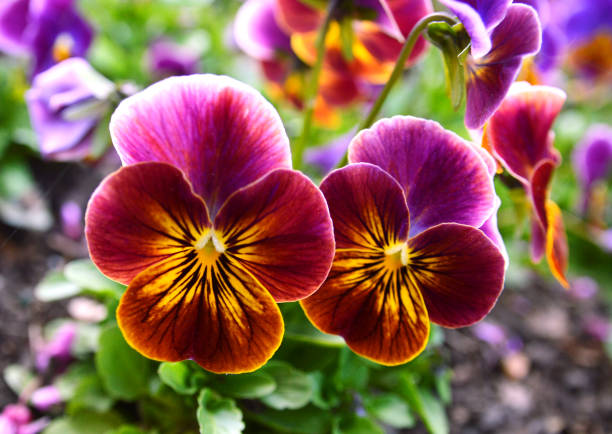 Violet plant flower (Viola sp.)