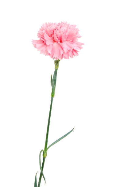 istock A pink carnation blooming on white 1256380053