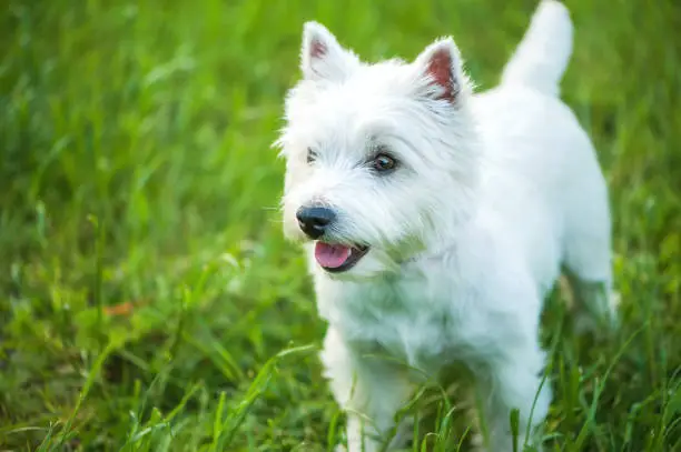 Little cute funny dog West Highland White Terrier is standing on grass, mouth is open, tongue is visible. Looks into the distance, close-up