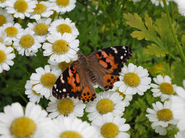 istock Painted lady Vanessa cardui butterfly among daisies 2020 1256380326
