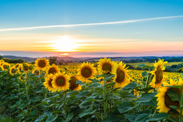 フランスの日没時に満開の中西部のヒマワリ畑 - agriculture beauty in nature flower clear sky ストックフォトと画像