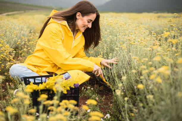 istock Female farmer is reaping herbs on a cloudy day 1256380553