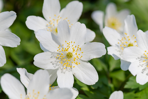 Wood anemone study in the Connecticut woods, spring