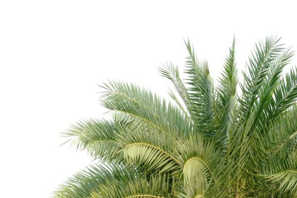 palmera tropical con ramas de hojas sobre fondo blanco aislado para el fondo de follaje verde y espacio de copia - herb plant dill frond fotografías e imágenes de stock