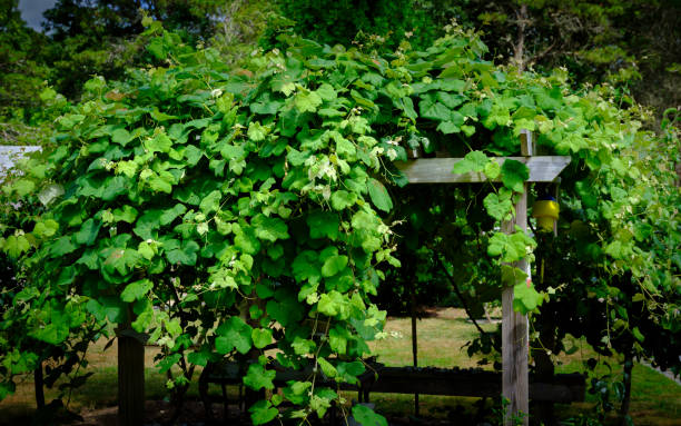 buisson de vigne vert vif géant couvrant l’arbre au vignoble - massachusetts landscape new england spring photos et images de collection