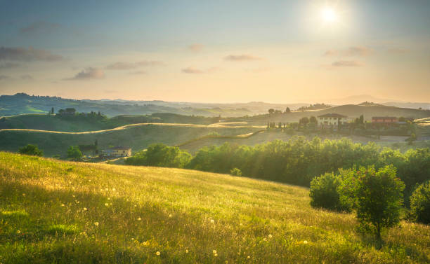 парк certaldo canonica на закате. флоренция, тоскана, италия - tuscany italy tree cypress tree стоковые фото и изображения