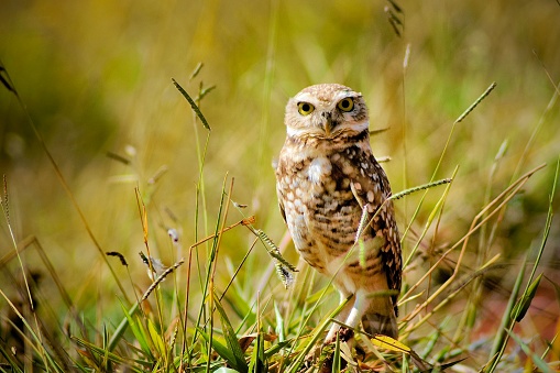 A beautiful young burrowing owl standing in the grass, with defocussed background, in the rural city of Monte Belo, in Minas Gerais state, Brazil.