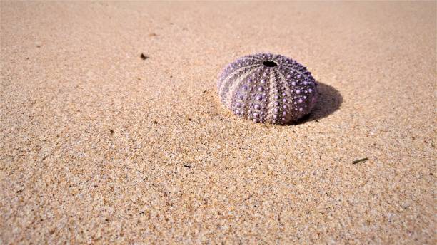 istock Close up view of a round shaped shell on yellow sand 1256393481