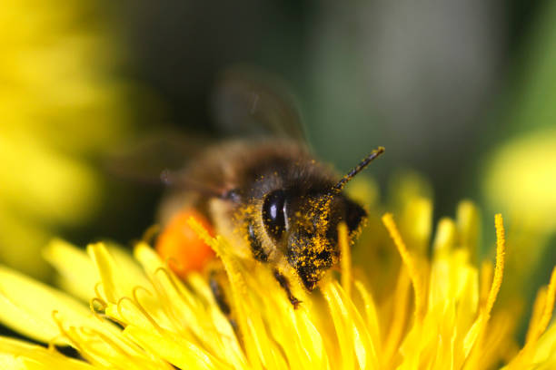 istock Macro photo of a flower. 1256394478