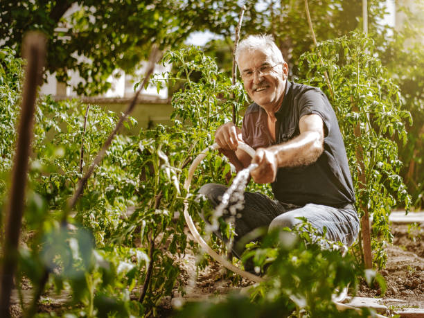 Senior farmer watering in the garden