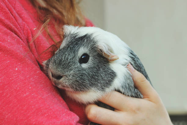 istock Woman holding a guinea pig 1256395109