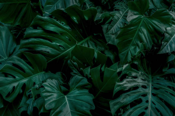 istock abstract green leaf texture, nature background, tropical leaf 1256395931