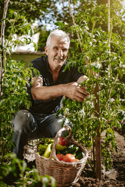 istock Senior farm worker collecting tomatoes from garden 1256399005