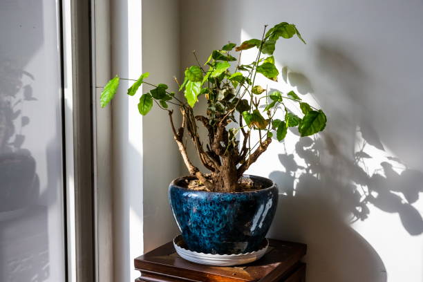 istock Houseplant. Modern room decoration 1256399966