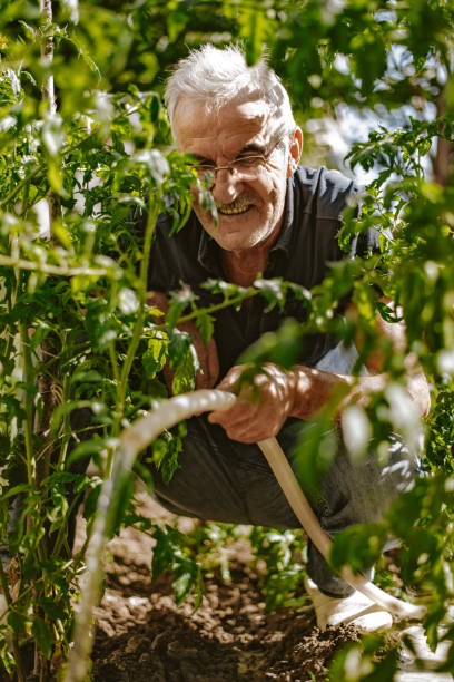 istock Senior farmer watering in the garden 1256401365