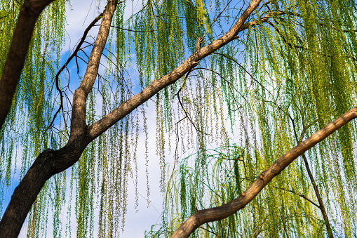 Lake with weeping willow in St. James's Park. The public park includes The Mall and Horse Guards Parade, and is surrounded by landmarks such as Buckingham Palace, Clarence House and Whitehall.