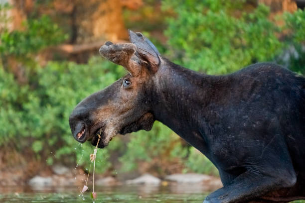 Moose in autumn in Gaspesia, Canada. Mating season, rut.