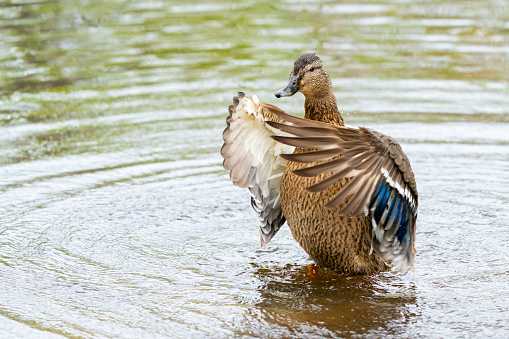 Male mallard shakes after cleaning at the edge of a body of water, spread wings, blue ribbon
