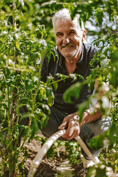 istock Senior farmer watering in the garden 1256404016
