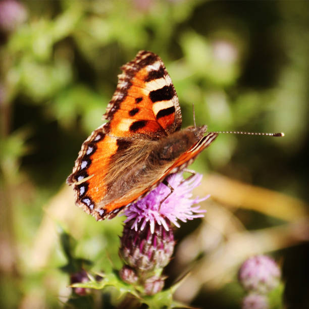 istock Red admiral butterfly on thistle 1256404052