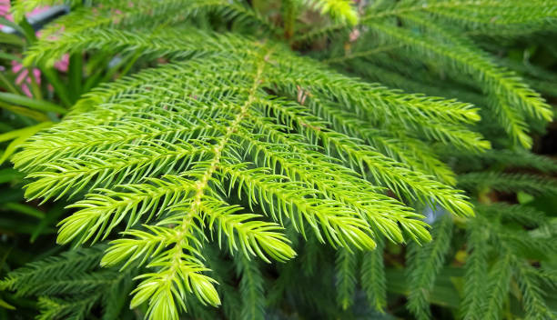 istock Araucaria Cunninghamii Hoop Pine leaves 1256404755