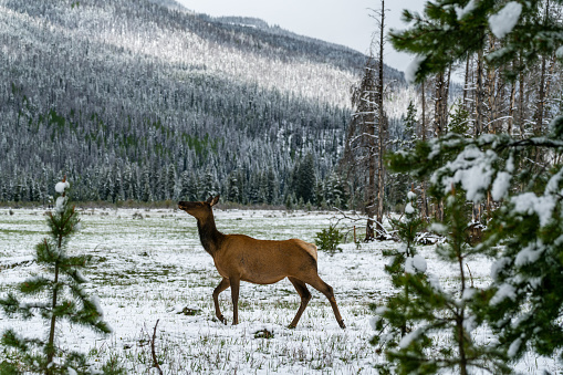 Near the Grand Lake entrance to the park, elk roam through Kawuneeche Valley after a snowstorm.
