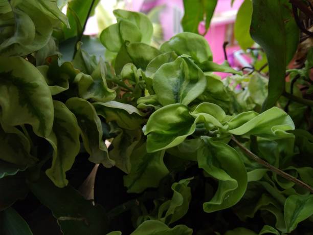 istock green hoya plant in a garden 1256404834