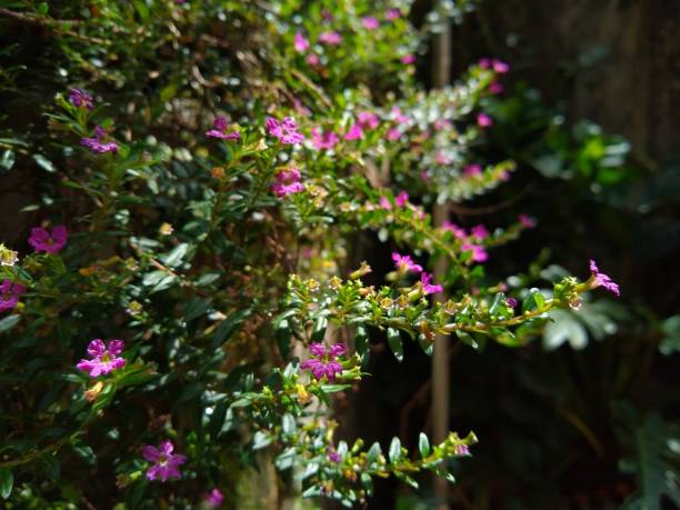 istock beautiful Small flower Cuphea Hyssopifolia Kunth closeup view 1256404843