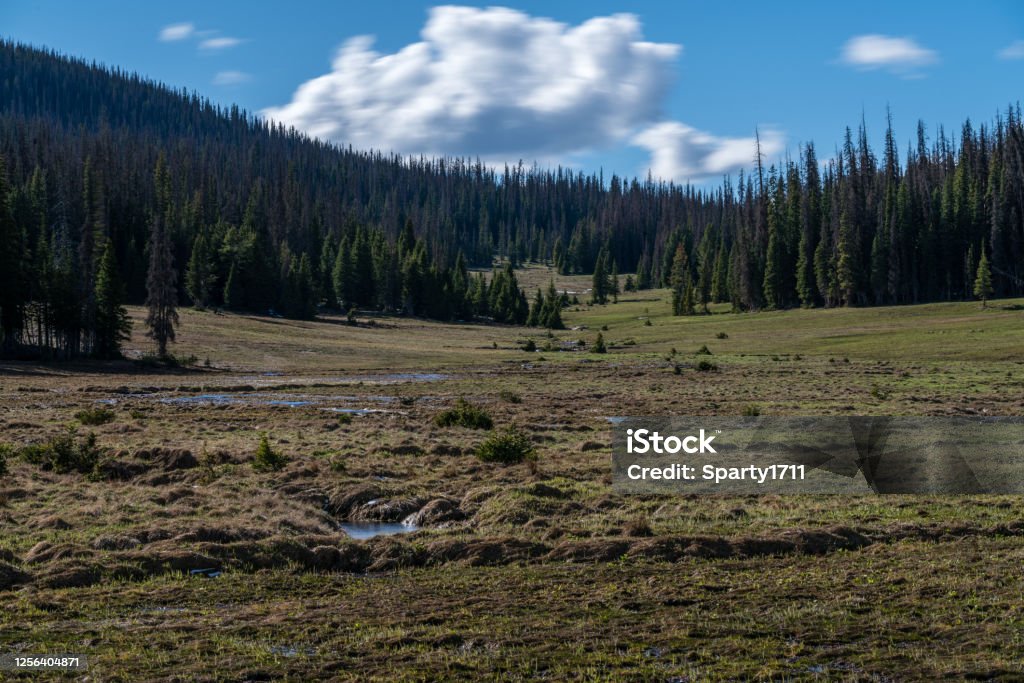 Long Meadows - Rocky Mountain National Park Long Meadows is a backcountry zone on the West side of Rocky Mountain National Park.  Near Grand Lake, Colorado. Big Meadows Stock Photo