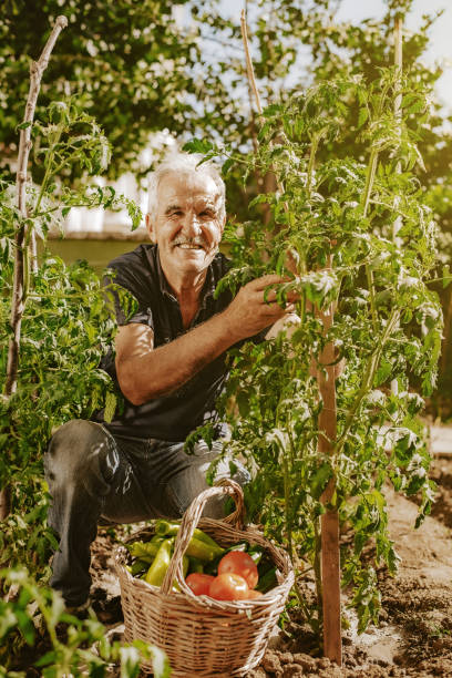 istock Senior farm worker collecting tomatoes from garden 1256404873