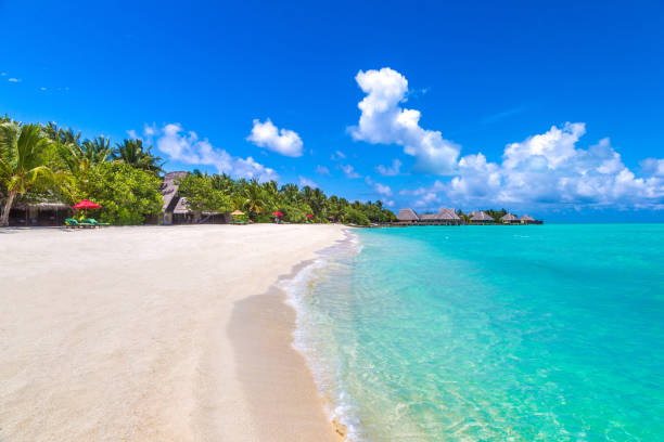 istock Tropical beach in the Maldives 1256407425