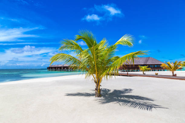 istock Palm tree in the Maldives 1256408881
