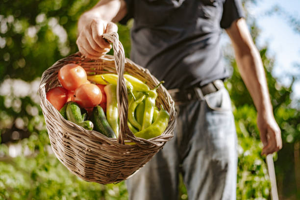 Farmer holding basket with vegetables