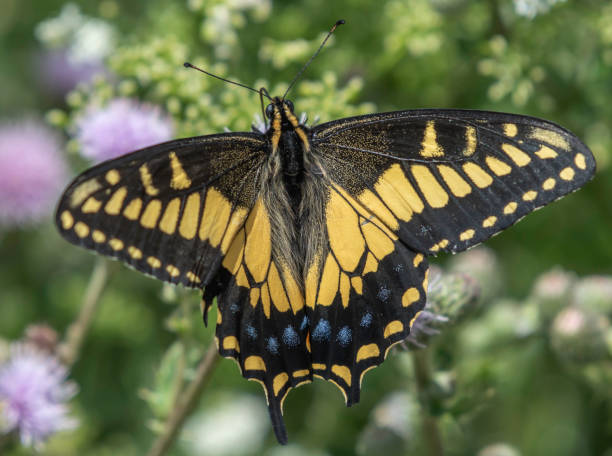 Anise Tiger Swallowtail Butterfly