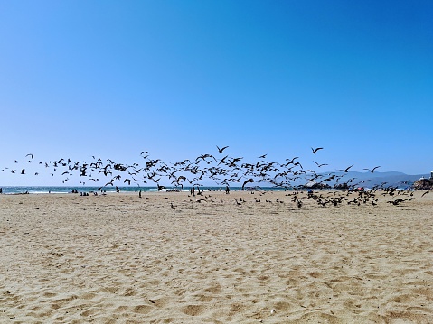 seagulls reacting to children chasing after them on San Francisco's Ocean Beach on a pleasant summer day.