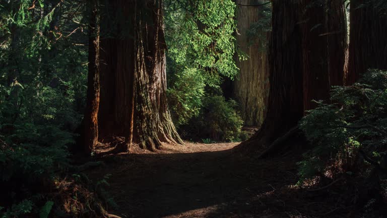 Redwoods 01