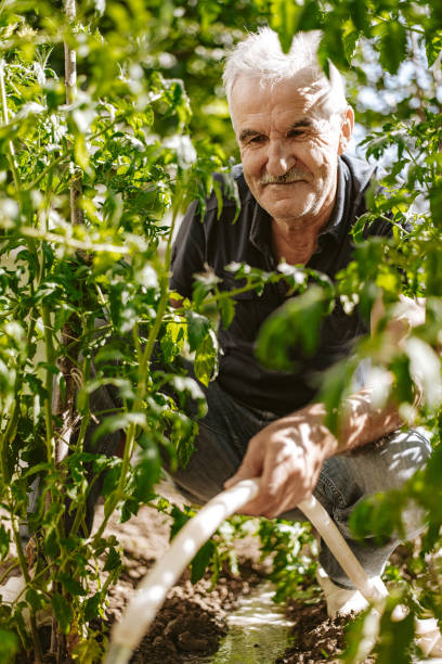 istock Senior farmer watering in the garden 1256413616
