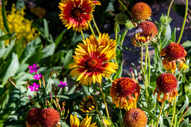 istock Indian Blanket in bloom in Colorado 1256413713