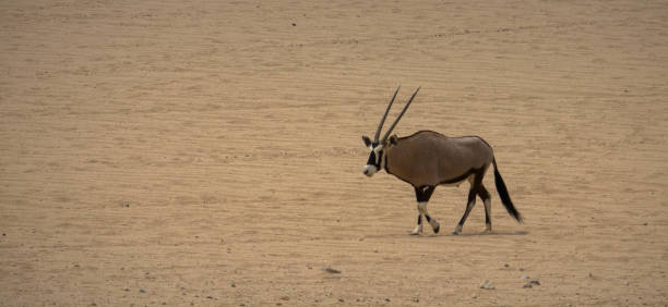 animal with big straight antler horn. oryx walks through namib desert - kruger national park panoramic gazelle impala imagens e fotografias de stock