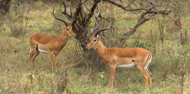 two impala antelope in the savannah, south africa - kruger national park panoramic gazelle impala imagens e fotografias de stock
