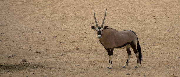 зверь с большим прямым рога рога. oryx прогулки через пустыню намиб - kruger national park panoramic gazelle impala стоковые фото и изображения