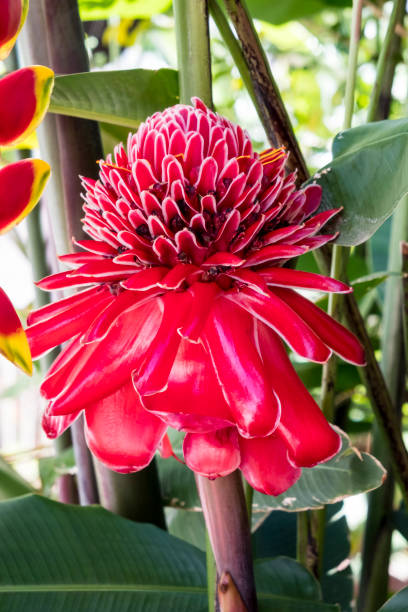 istock Torch Ginger and Lobster Claw Heliconia 1256417396