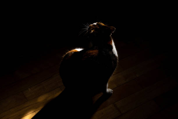 istock backlit cat on wood and black background 1256417578