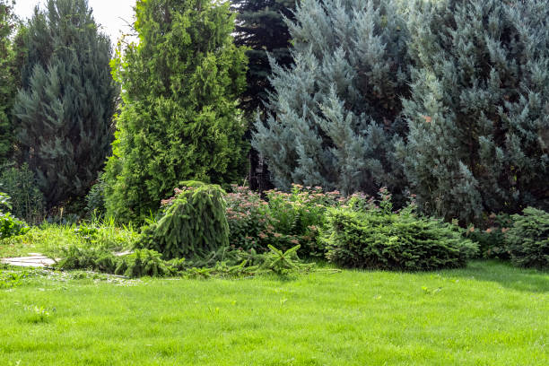 istock Landscaping of the backyard 1256419714
