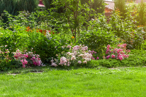 istock Landscaping of the backyard 1256419732