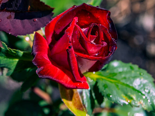 istock Beautiful red rose with raindrops on a blurred green natural background, macro 1256420524