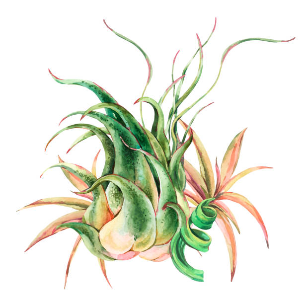 Watercolor tropical leaves. Air plant Tillandsia botanical illustration. Succulent terrarium plants Watercolor tropical leaves. Air plant Tillandsia botanical illustration. Succulent terrarium plants. Natural floral exotic flowers isolated on white background. air plant stock illustrations