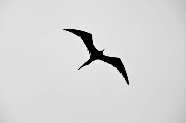 istock Frigatebird over the Caribbean Sea Black and White 1256421291