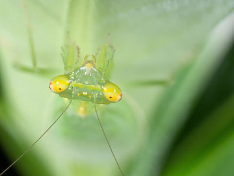 Macro Photography of Head of Praying Mantis on Green Leaf